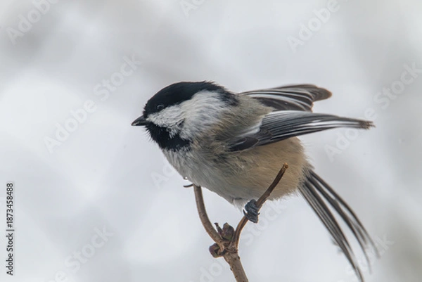 Obraz Black capped chickadee on a branch