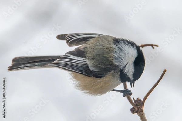 Obraz Black capped chickadee on a branch