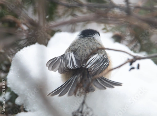 Obraz Black capped chickadee on a branch