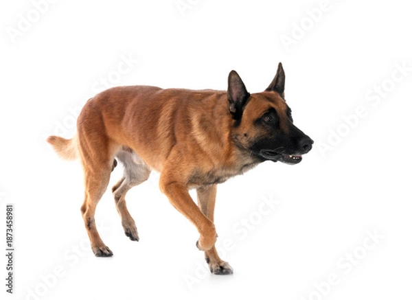 Obraz malinois in studio