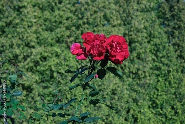 Obraz Vibrant roses in bloom.