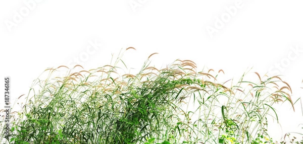 Fototapeta Reeds of grass isolated and white background.