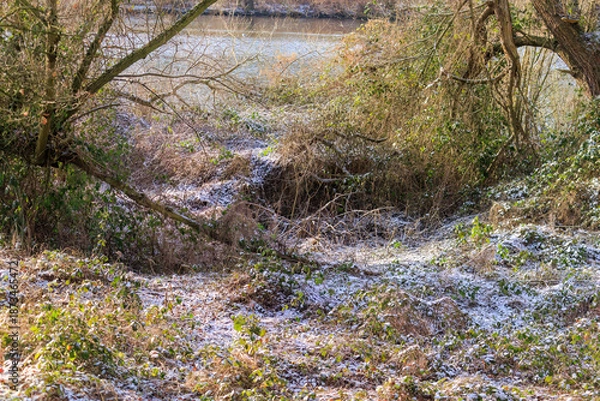 Obraz Winter forest on the river