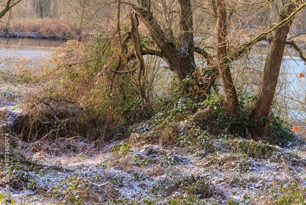 Obraz Winter forest on the river