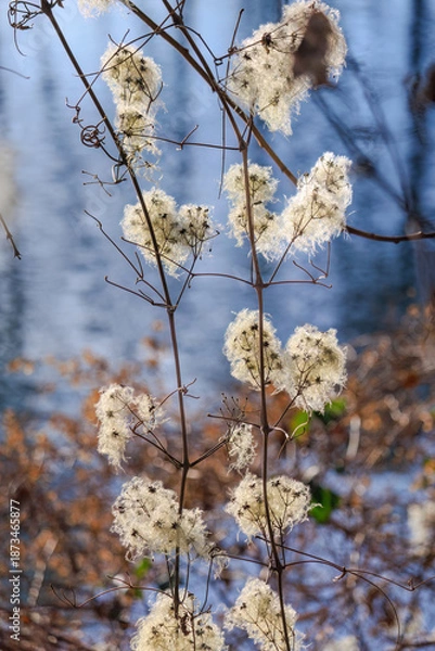 Obraz dry white plants in winter