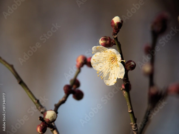 Obraz 1月に美しく咲いた白い梅の花「冬至（トウジ）」