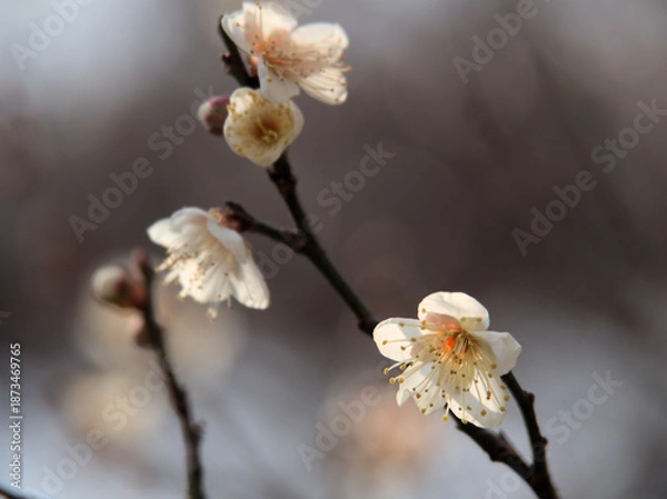 Obraz 1月に美しく咲いた白い梅の花「冬至（トウジ）」