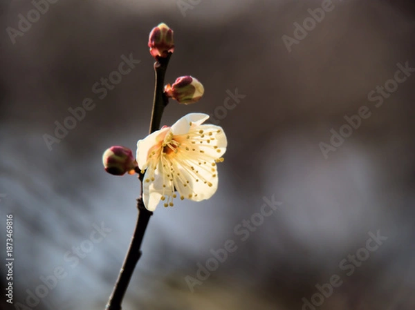 Obraz 1月に美しく咲いた白い梅の花「冬至（トウジ）」