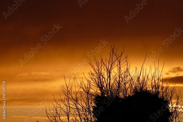 Fototapeta sunset over branch