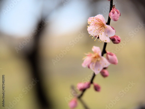 Obraz 晴れた1月に咲いた紅梅「紅冬至（コウトウジ）」