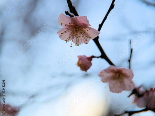 Obraz 晴れた1月に咲いた紅梅「紅冬至（コウトウジ）」