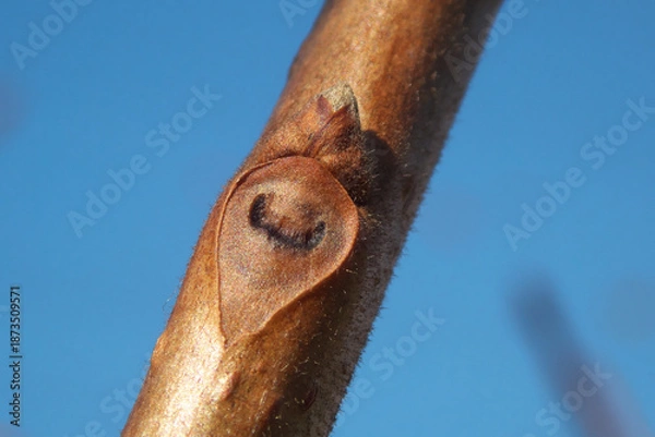 Obraz 柿の木（富有柿）の冬芽と葉痕（葉の落ちた跡）　葉痕は「顔」に見える