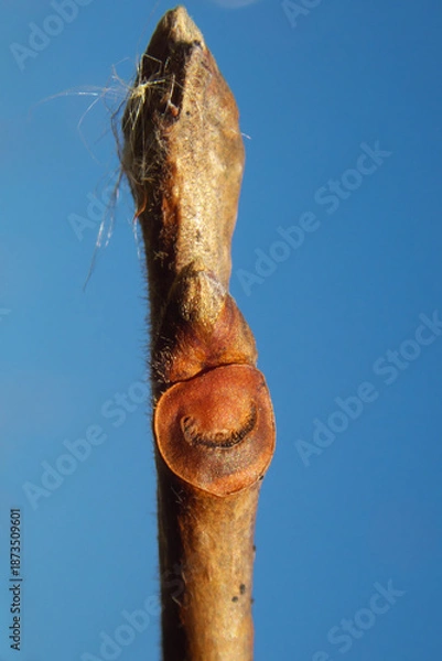 Obraz 柿の木（富有柿）の冬芽と葉痕（葉の落ちた跡）　葉痕は「顔」に見える