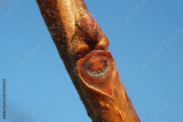 Obraz 柿の木（富有柿）の冬芽と葉痕（葉の落ちた跡）　葉痕は「顔」に見える