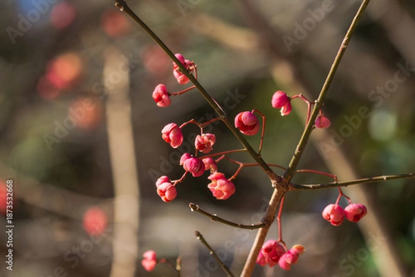 Obraz 冬の林で輝くマユミの実01