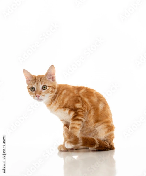 Obraz Orange Kitten on White Background