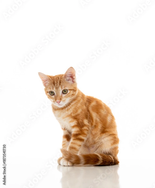 Obraz Orange Kitten on White Background
