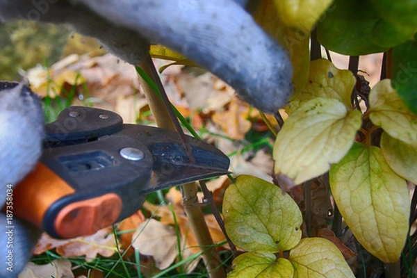 Fototapeta Pruning hybrid cultivar Jackman's clematis (Clematis x jackmanii) of group 3 in the autumn garden