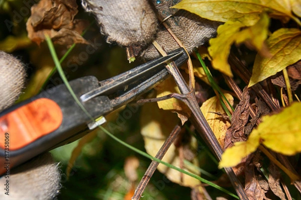 Fototapeta Pruning hybrid cultivar Jackman's clematis (Clematis x jackmanii) of group 3 in the autumn garden