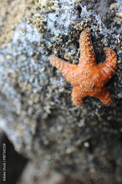 Obraz Orange Starfish on Rock