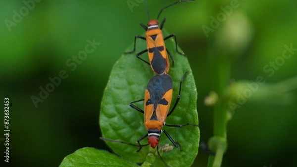 Obraz Mating Red Cotton Bugs Dysdercus cingulatus on Green Leaf
