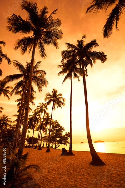 Obraz Coconut palms on sand beach in tropic on sunset