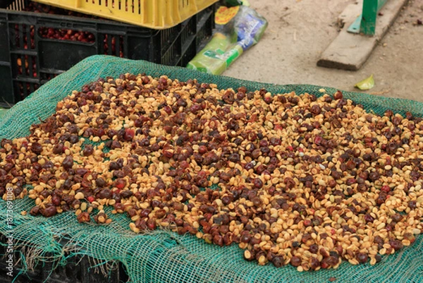 Fototapeta Coffee beans drying on mesh during traditional processing