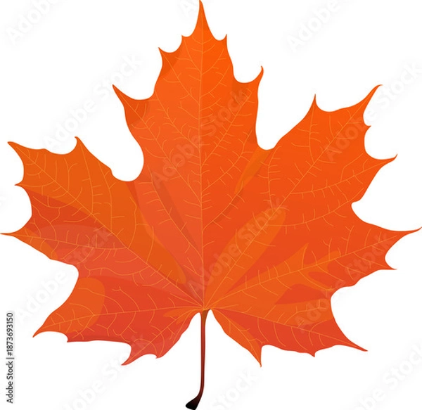 Obraz Awesome vector maple leaves isolated on white