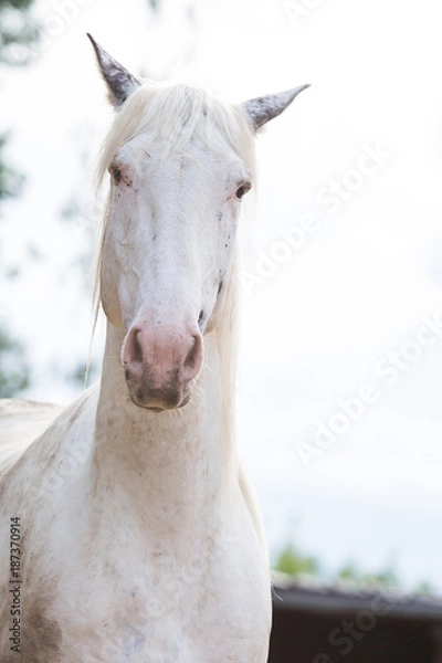 Obraz putziges weißes Pferd mit grauen Ohren