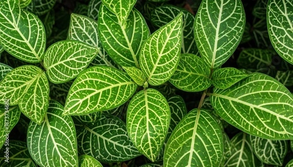 Obraz Nerve Plant Foliage.