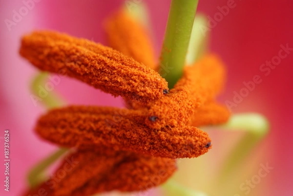 Obraz Lilium Stargazer stigma