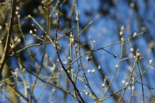 Obraz Spring time is coming