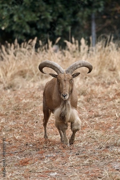 Obraz 歩いて向かって来るオスのバーバリーシープ