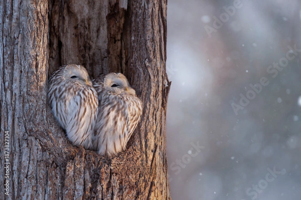 Obraz 冬のエゾフクロウ