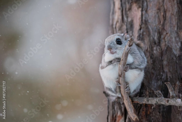 Obraz 冬のエゾモモンガ