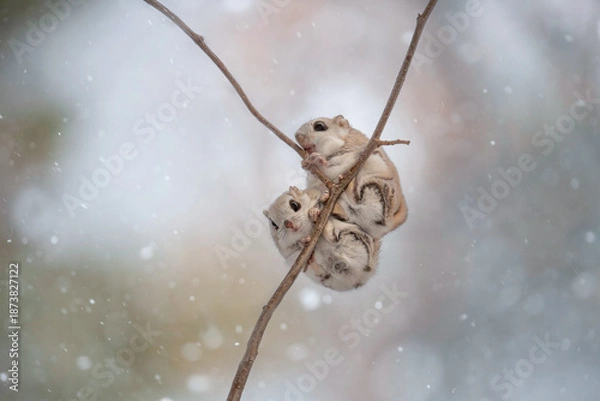 Obraz 冬のエゾモモンガ