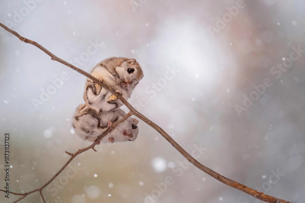 Obraz 冬のエゾモモンガ