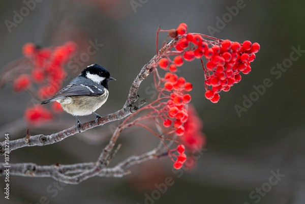 Obraz 晩秋のヒガラ