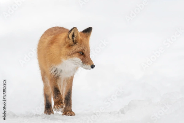 Obraz 森の中を歩くキタキツネ