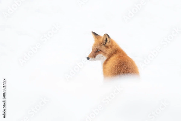 Obraz 森でたたずむキタキツネ