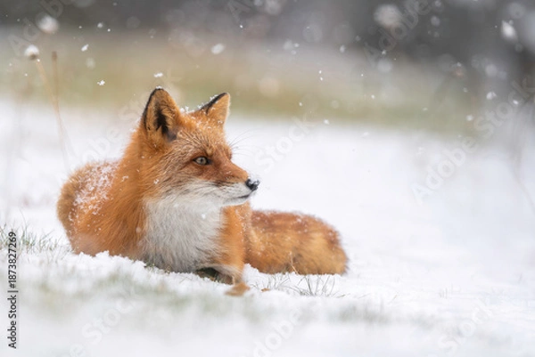 Obraz 森でたたずむキタキツネ