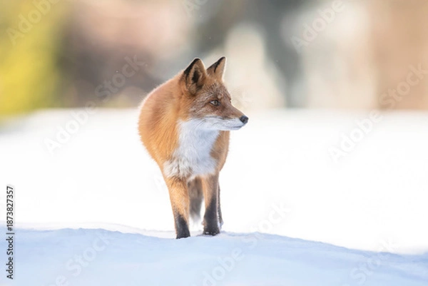 Obraz 森の中を歩くキタキツネ