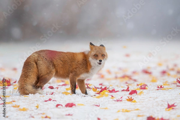 Obraz 森でたたずむキタキツネ