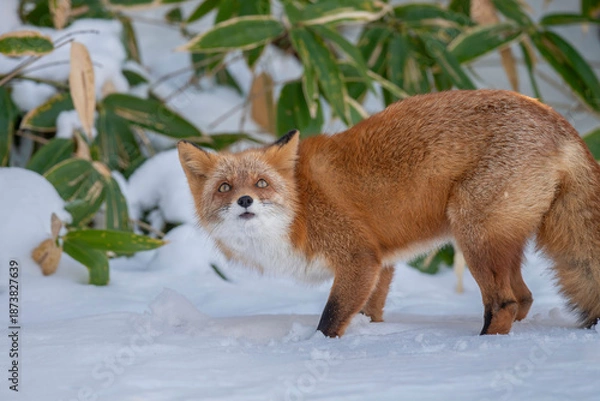 Obraz 森でたたずむキタキツネ