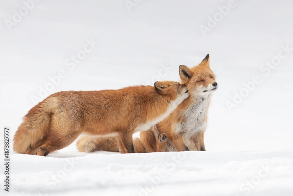 Obraz 森でたたずむキタキツネの夫婦