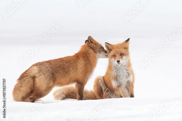 Obraz 森でたたずむキタキツネの夫婦