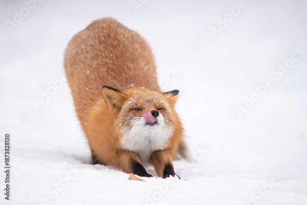 Obraz 森でたたずむキタキツネ