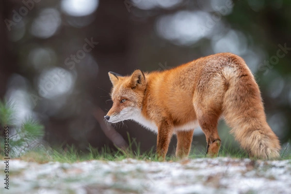Obraz 森でたたずむキタキツネ