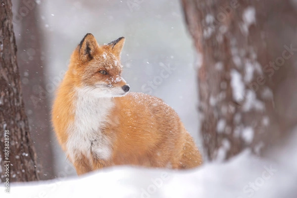 Obraz 森でたたずむキタキツネ