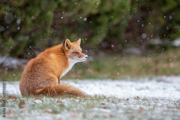Obraz 森でたたずむキタキツネ